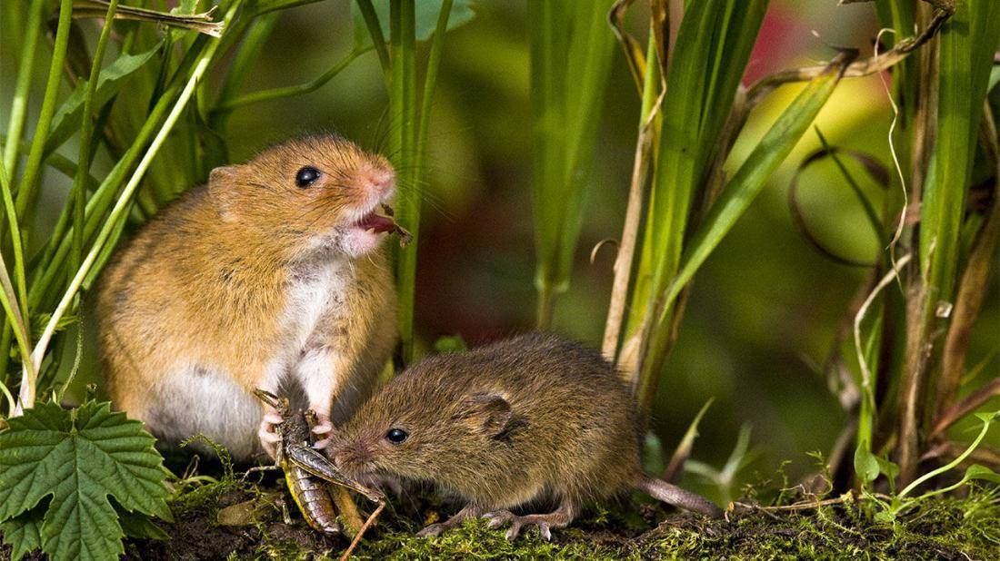 Чем питаются мыши в диких условиях и вблизи человеческого жилья?