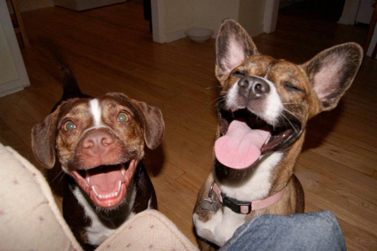 Смешные собаки фото до слез