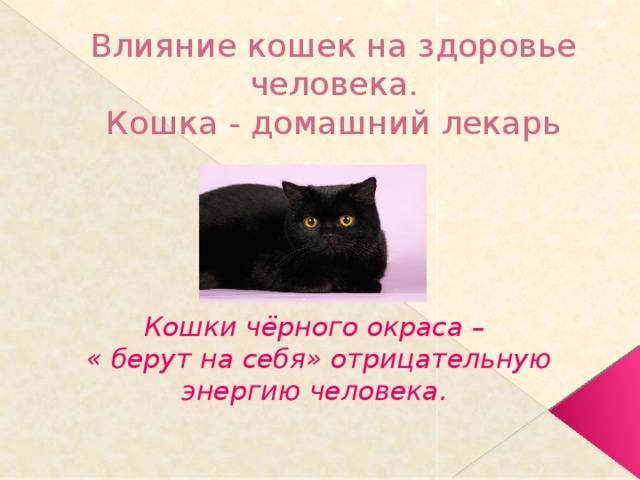 Как кошки влияют на женское самочувствие - gafki.ru