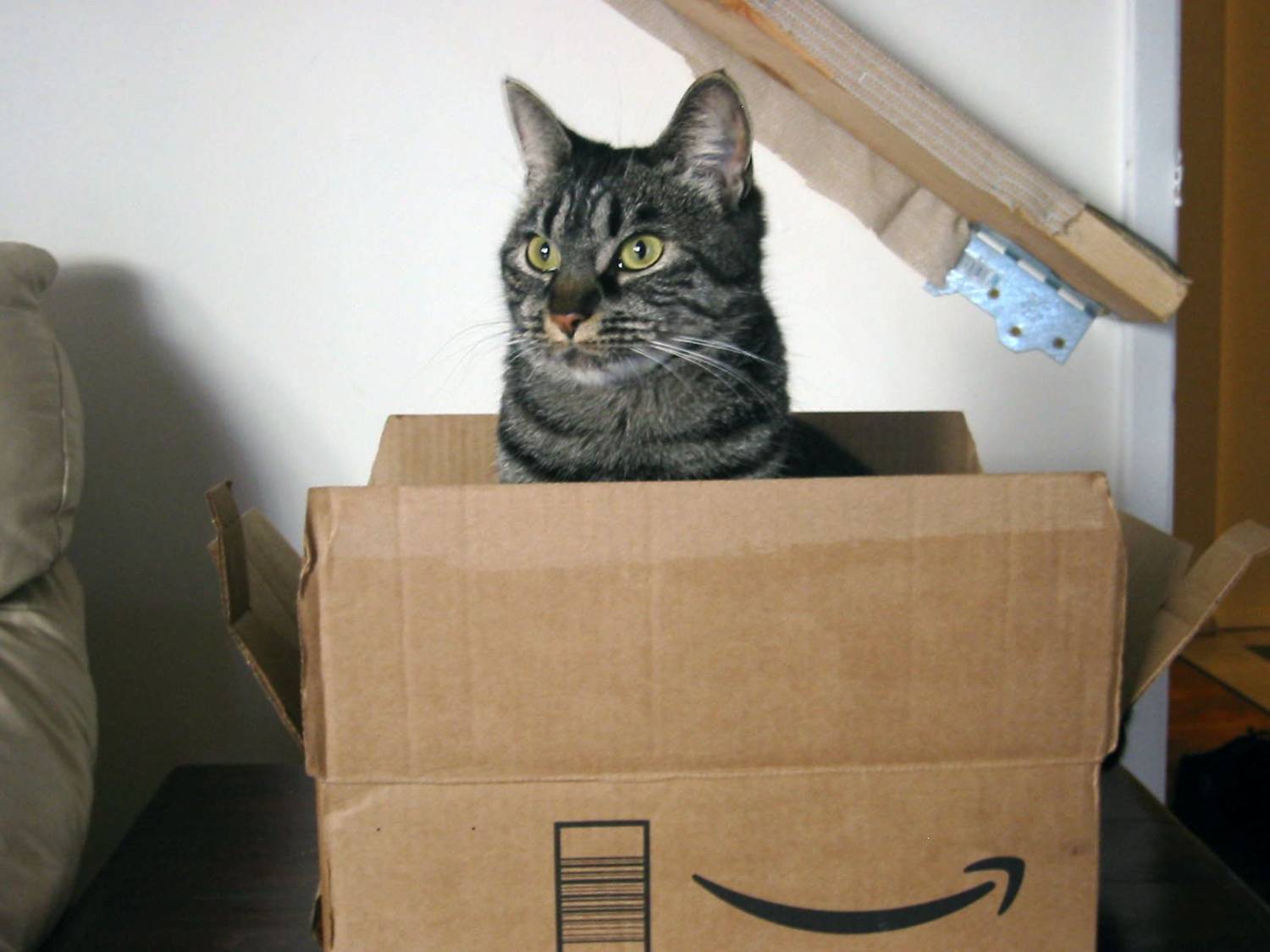 Загадочная история: почему все кошки любят коробки?