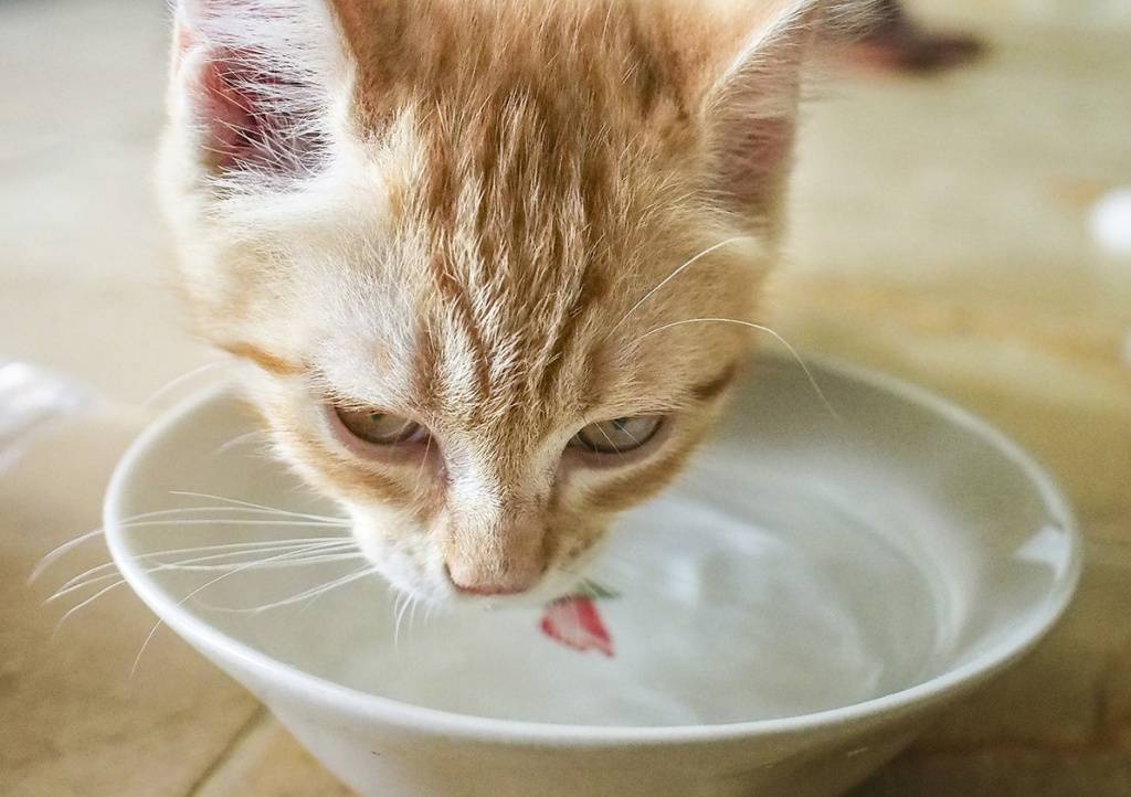 3 причины почему кот не пьет воду - последствия