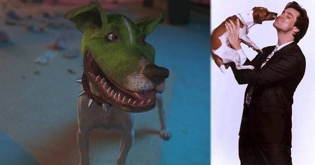 Какая порода собак снималась в фильме «маска»: описание и характеристики породы