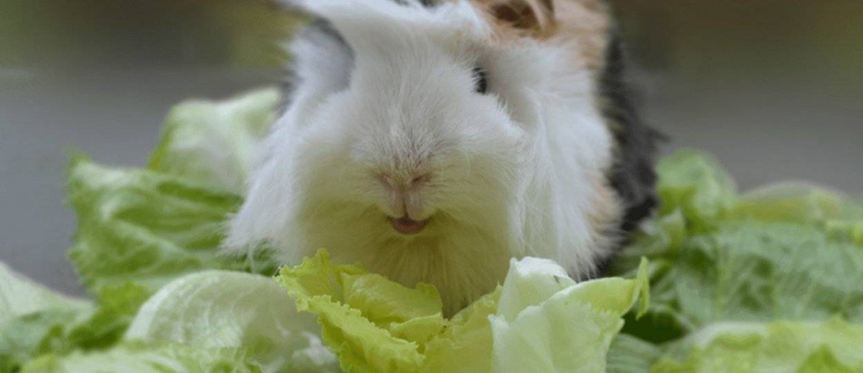 Какие овощи и фрукты можно давать декоративному кролику? едят ли кролики огурцы и свеклу? можно ли давать тыкву?