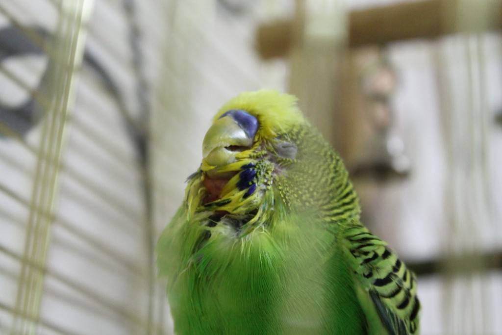 Почему попугай дрожит: причины, что делать, последствия
