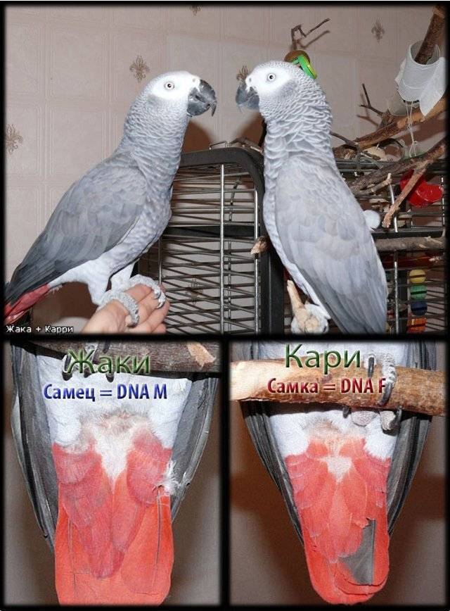 Как определить пол кореллы? 17 фото основные отличия самки от самца. как узнать возраст попугая мальчика и девочки?