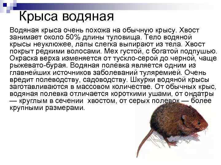 Рак крысы характеристика. Водяная полёвка или водяная крыса. Водяная полевка описание. Доклад о водяной крысе.