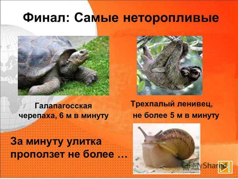 Кто медленнее: черепаха или улитка?