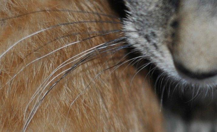 Варианты что можно сделать если у котенка обламываются усы: нормально ли это