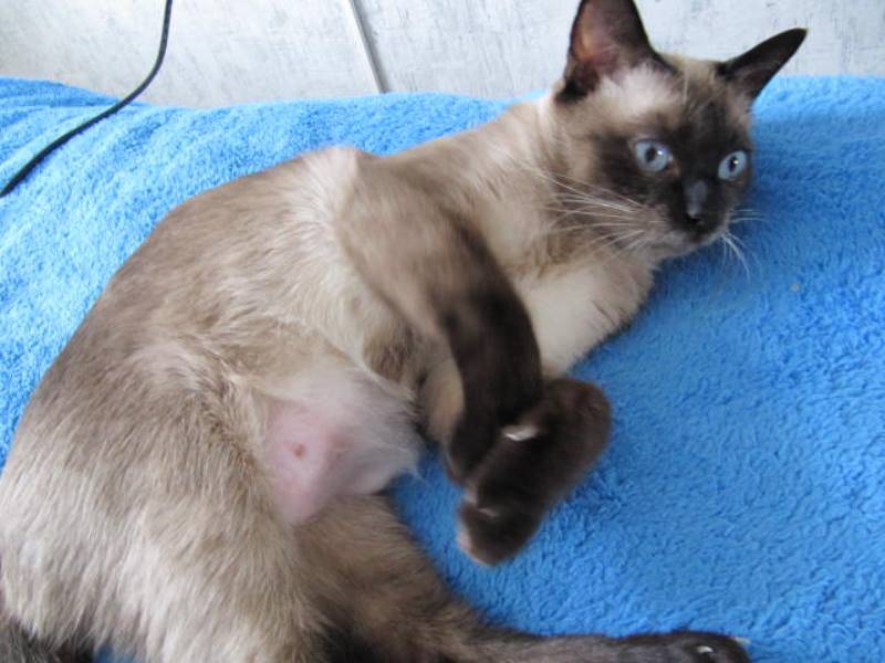 Рак молочной железы у кошки: стадии, симптомы, лечение
рак молочной железы у кошки: стадии, симптомы, лечение