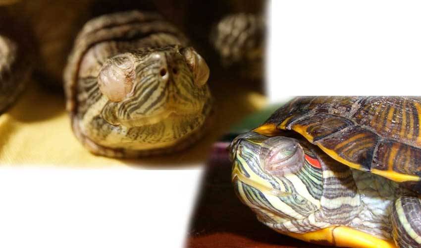 Что делать, если красноухая черепаха не ест, очень вялая и спит. возможные причины потери аппетита | энциклопедия домашних животных