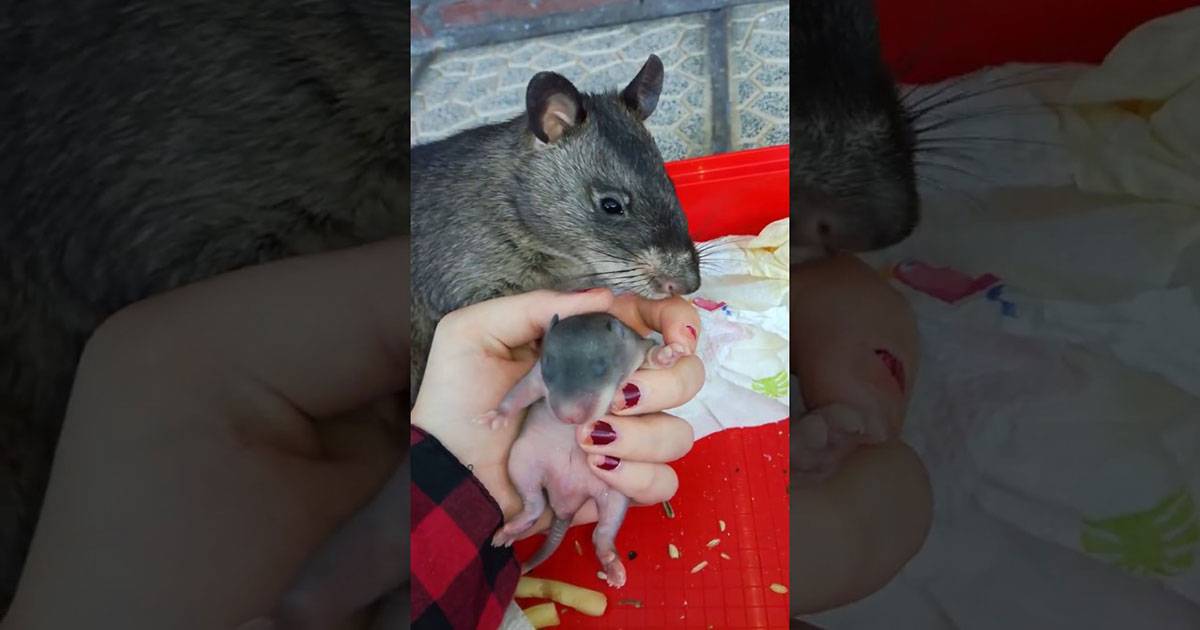 Крыса кусает: почему домашний грызун проявляет агрессию, что делать после укуса