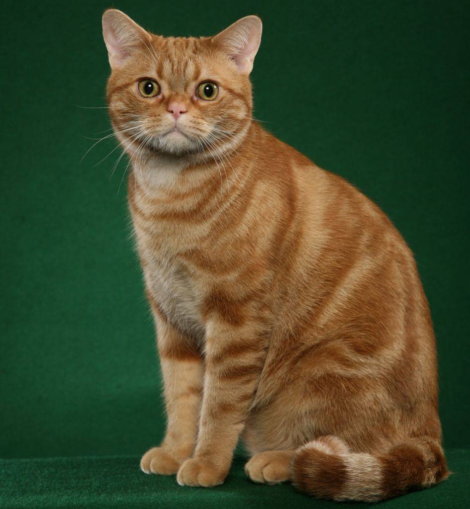 Короткошерстные породы кошек: список пород с описанием и фото