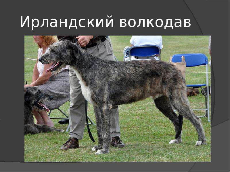 Собака волкодав: особенности характера, внешний вид и отзывы собаководов (фото) :: syl.ru
