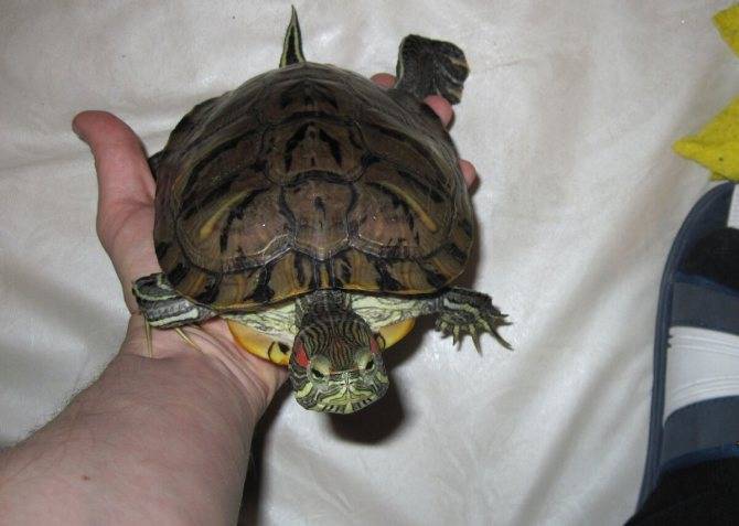 Возраст, рост и продолжительность жизни черепах - все о черепахах и для черепах