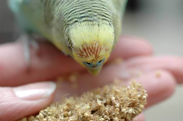 Блохи у попугаев: признаки появления, как вывести, а так же профилактика заражения