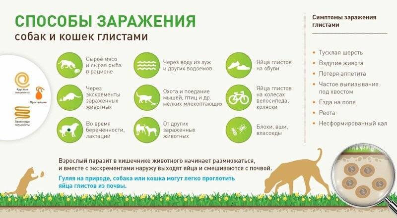 Глисты у кроликов лечение и первые симптомы, чем пропоить животных, что дать самостоятельно - kotiko.ru