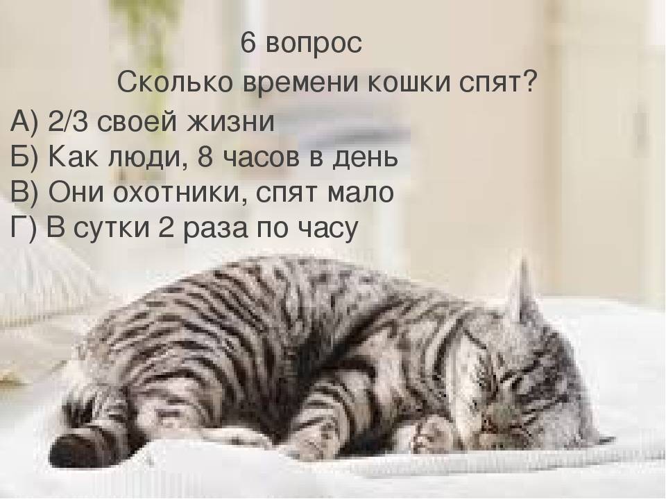 Сколько спят кошки: норма сна, где любят спать, сколько и почему