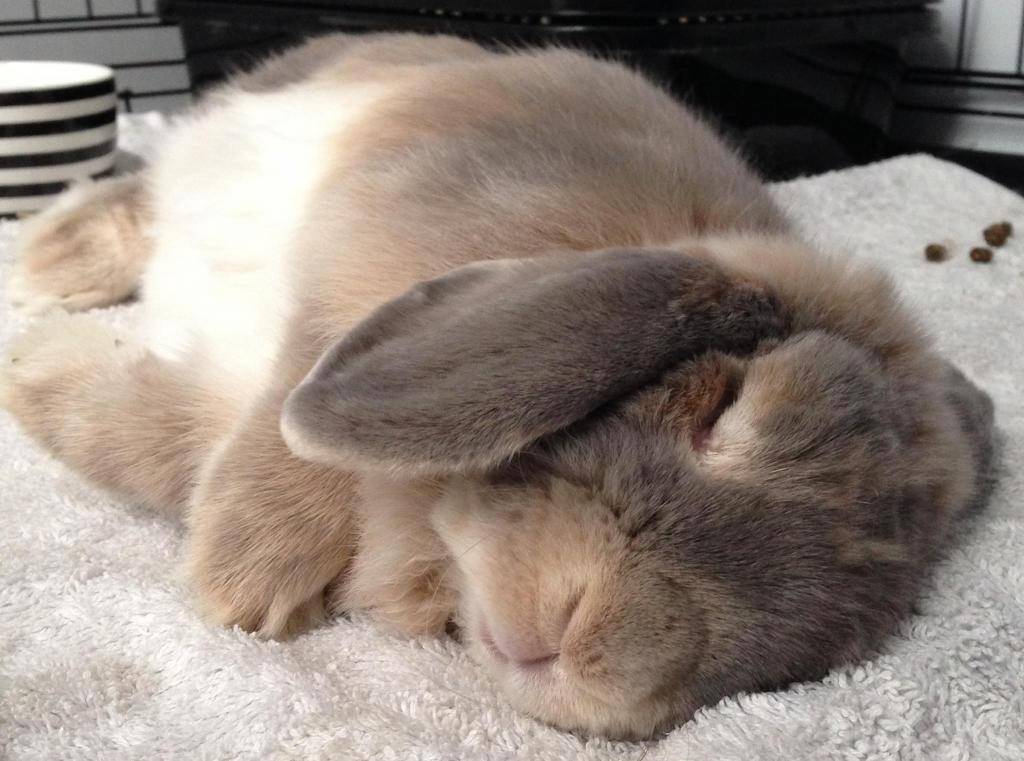 Кролики ночные животные или дневные. как спят декоративные кролики
