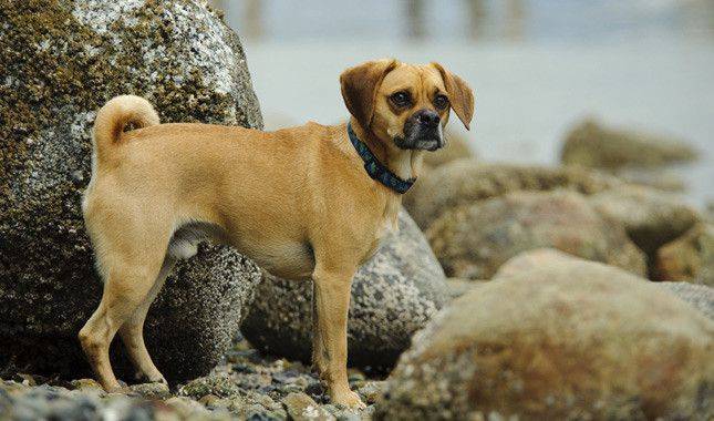 Описание породы собак пагль: характер, уход, предназначение