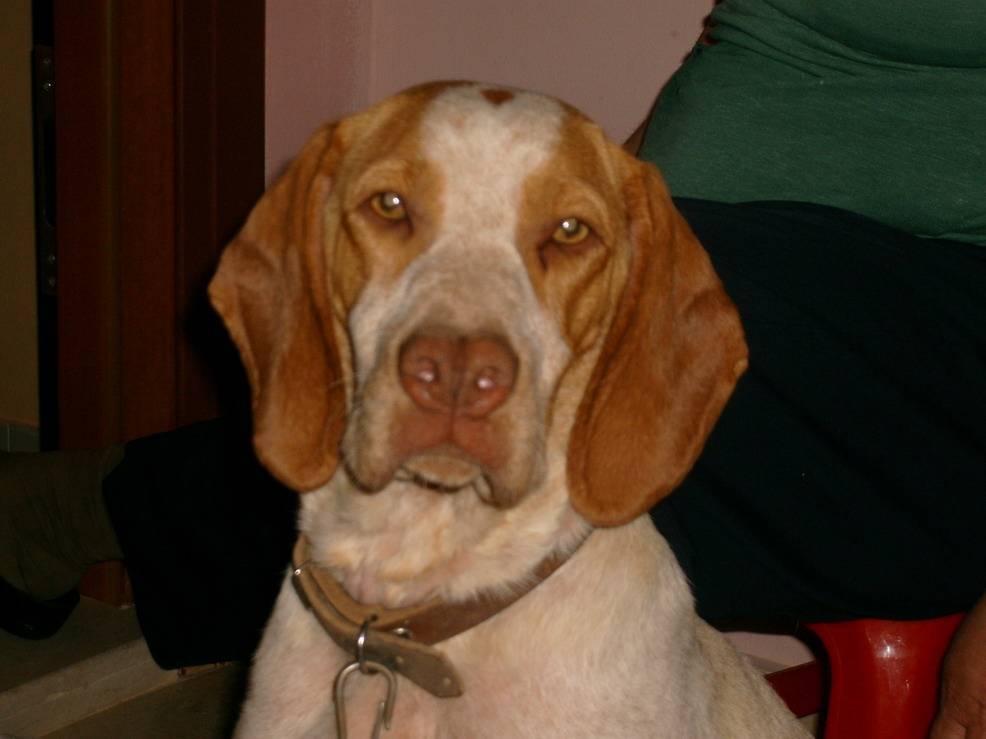 Каталбурун (турецкая гончая) — фото, описание породы собак, особенности характера