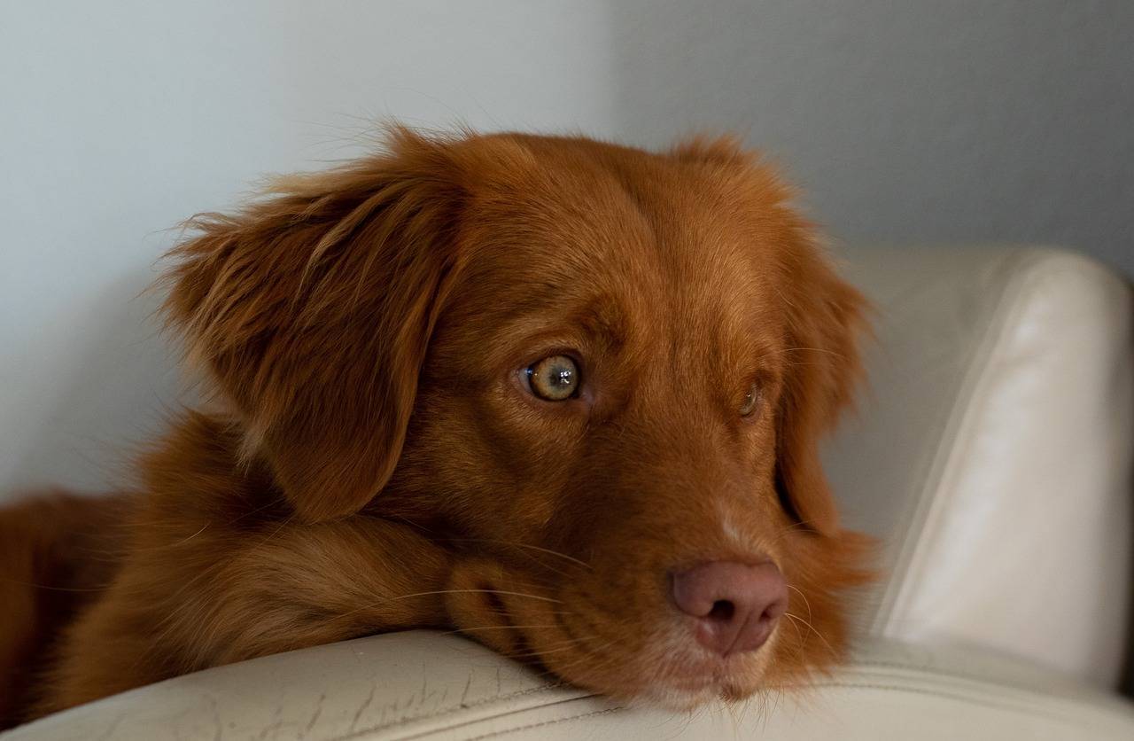 Новошотландский ретривер (толлер) – особенности и содержание за породой собак, + фото