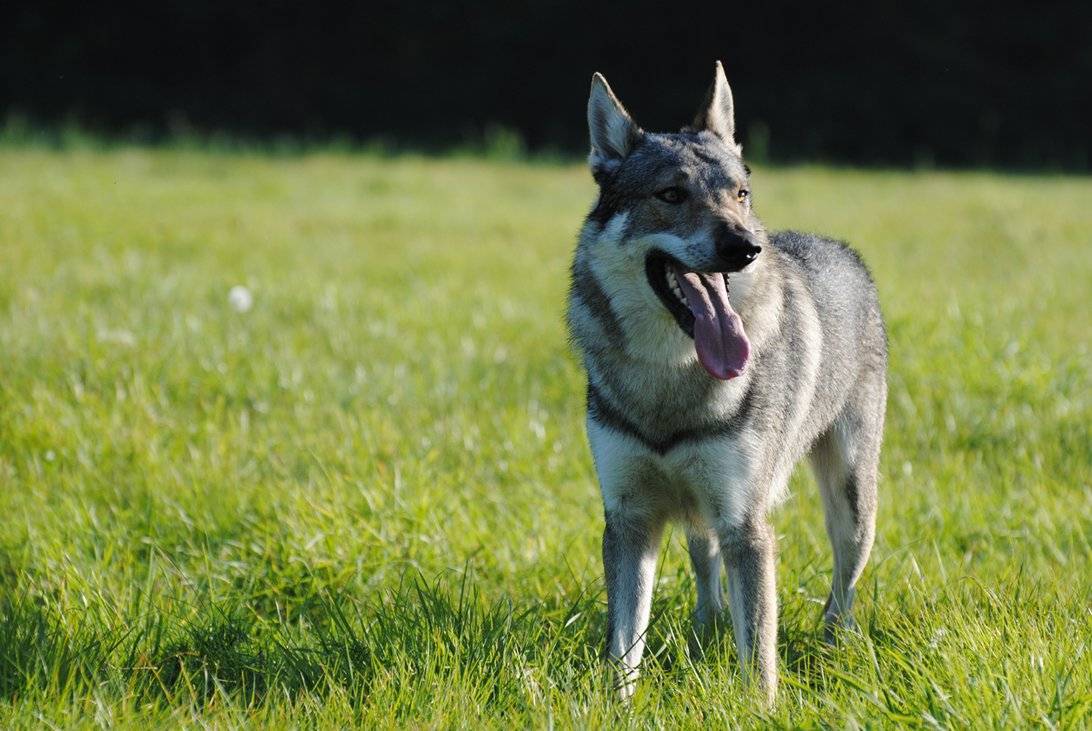 Чехословацкая волчья собака: фото, описание, характер, цена собаки, отзывы ✔