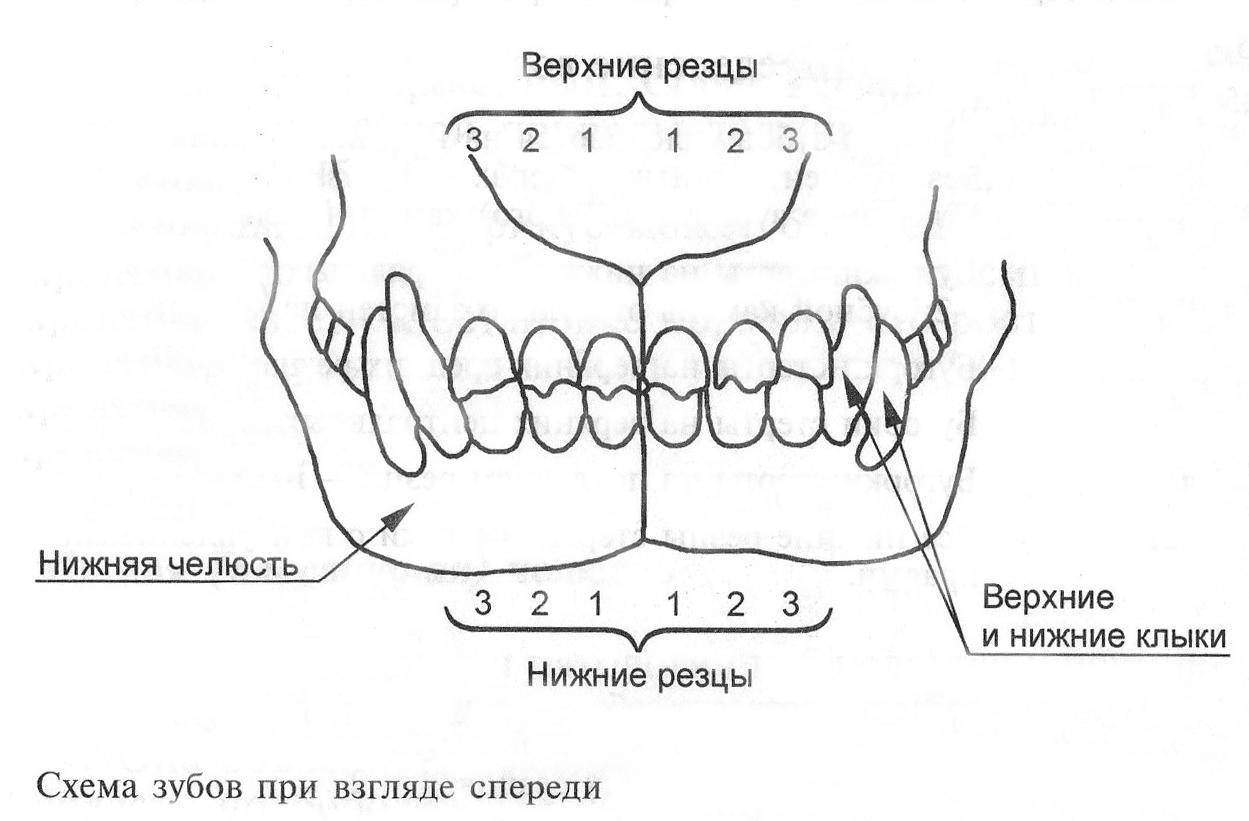 Зубы той терьера схема