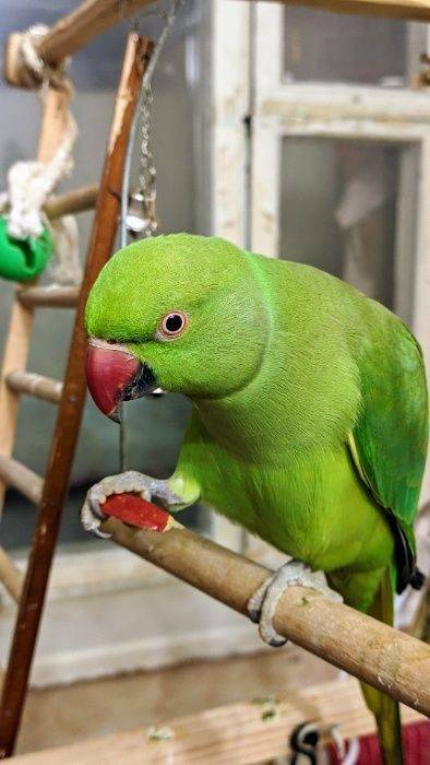 Ожереловый попугай: уход и содержание в домашних условиях
