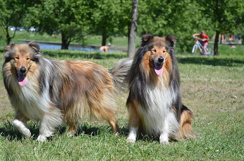Шелти собака: характеристика породы, описание стандарта, плюсы и минусы, фото щенков