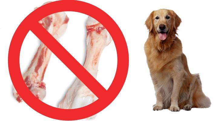Можно ли собак кормить сырым мясом? рекомендации по кормлению
