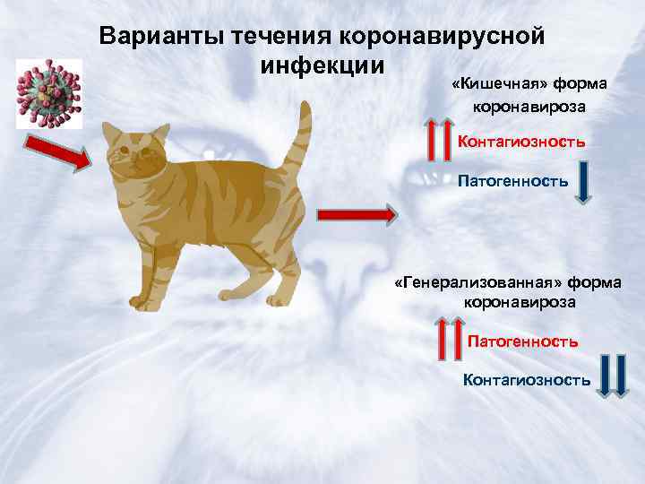 Коронавирус у кошек и котов