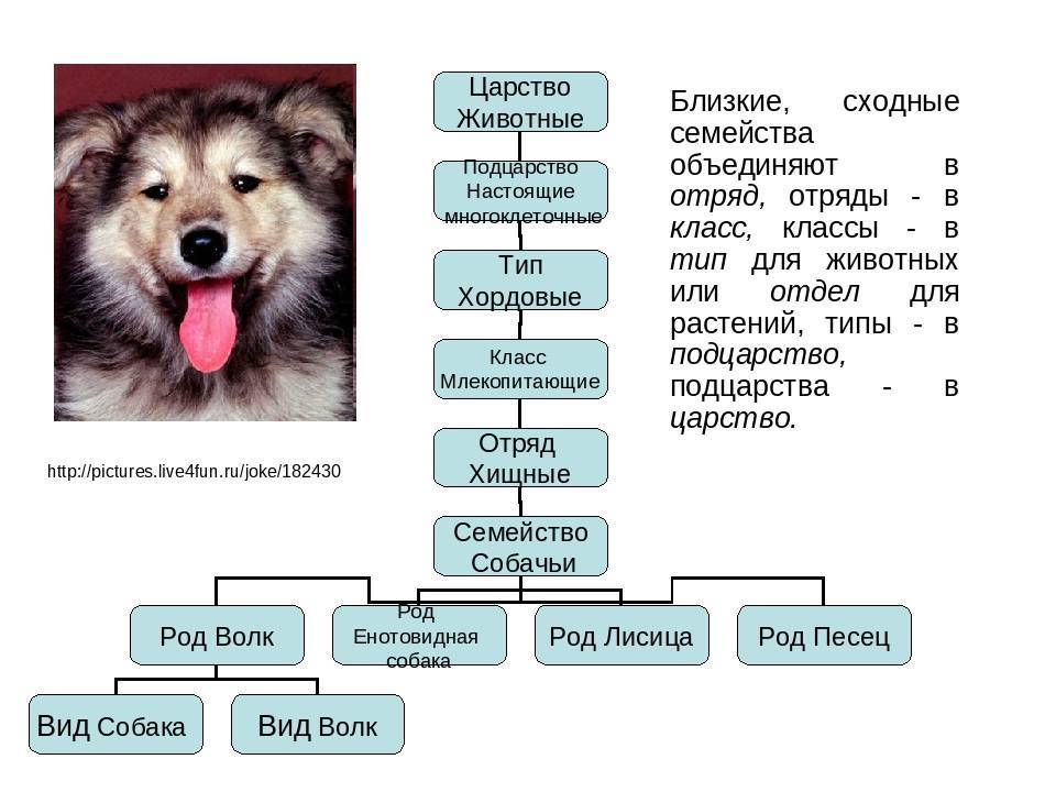 Что такое собака: понятие, классификация пород :: syl.ru