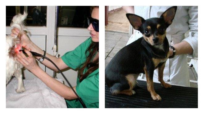 Воспаление параанальных желез у собак: что это такое и как проводится лечение