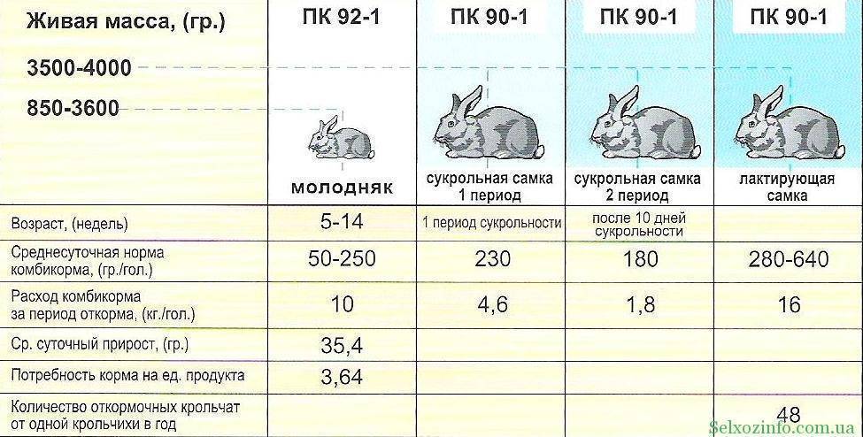 Чем кормить кроликов в домашних условиях: правильный рацион, рекомендации для быстрого роста и веса, советы для начинающих