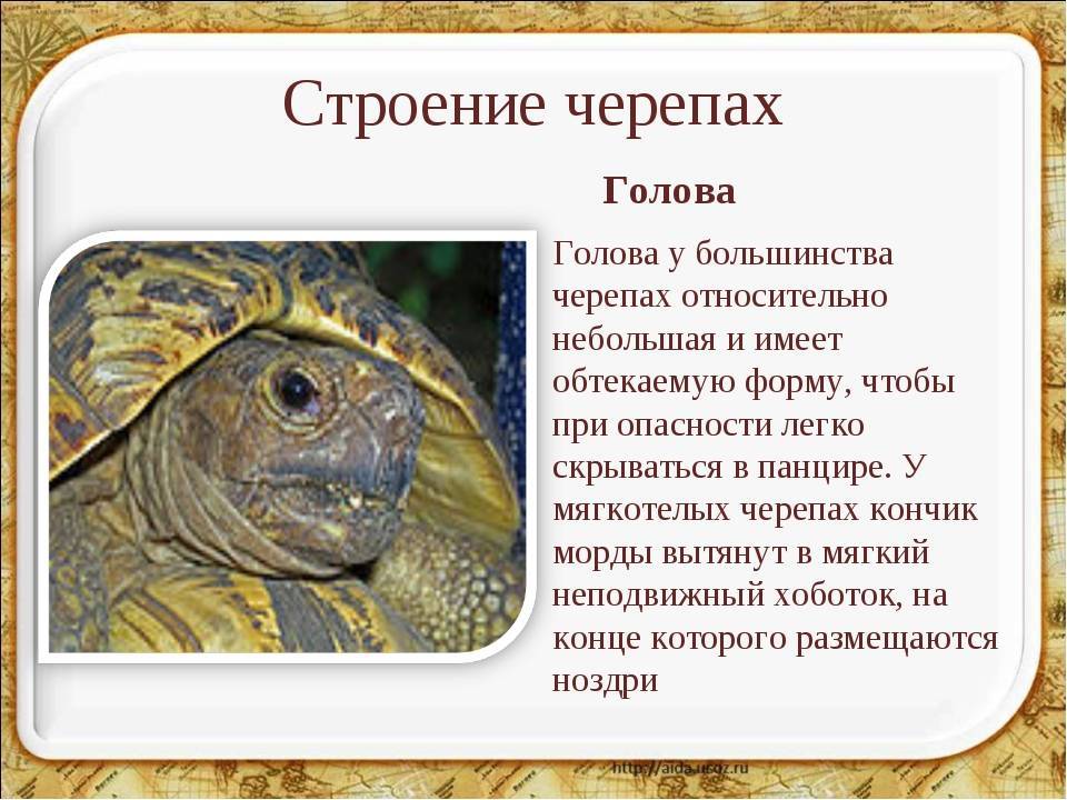 Костные образования в роговом панцире сухопутных черепах. почечная недостаточность (пн) - все о черепахах и для черепах