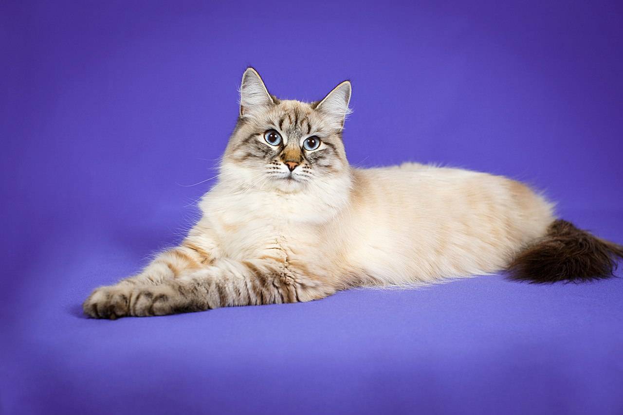 Невская маскарадная кошка - 97 фото и видео особого окраса породы