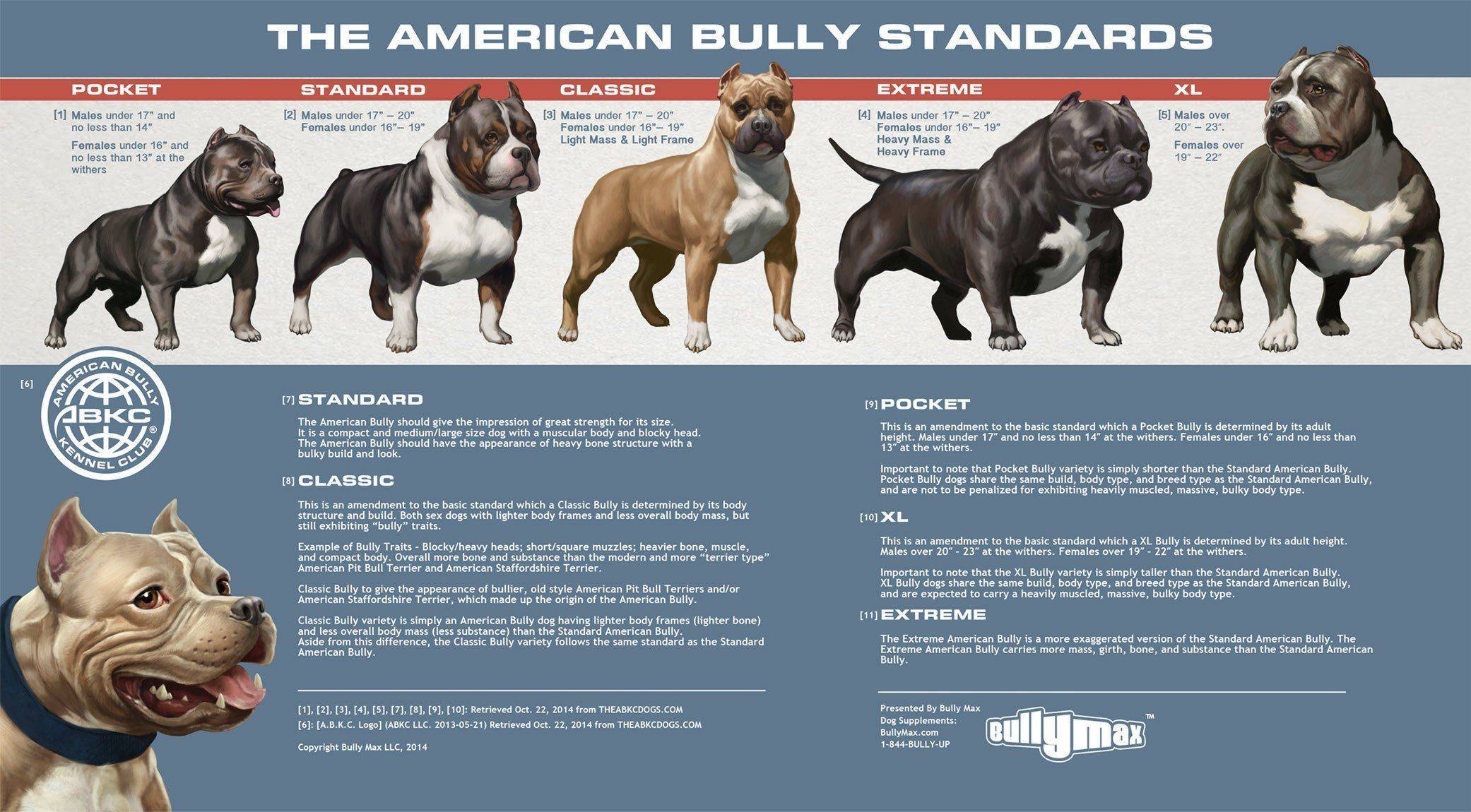 Стандарт собак породы американский булли покет