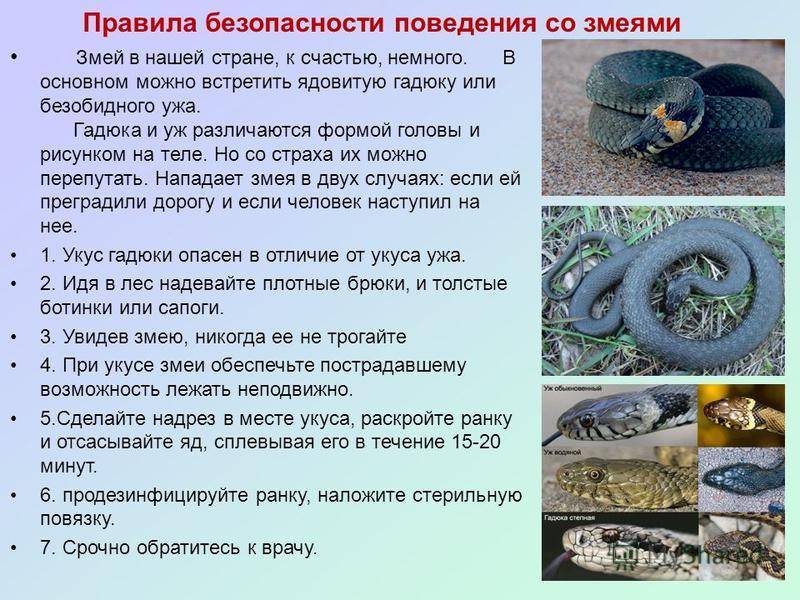 Что делать, если змея укусила собаку на supersadovnik.ru