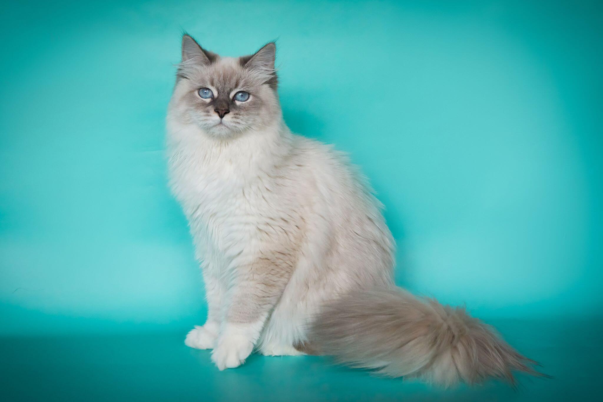 Фото кот породы невская маскарадная фото
