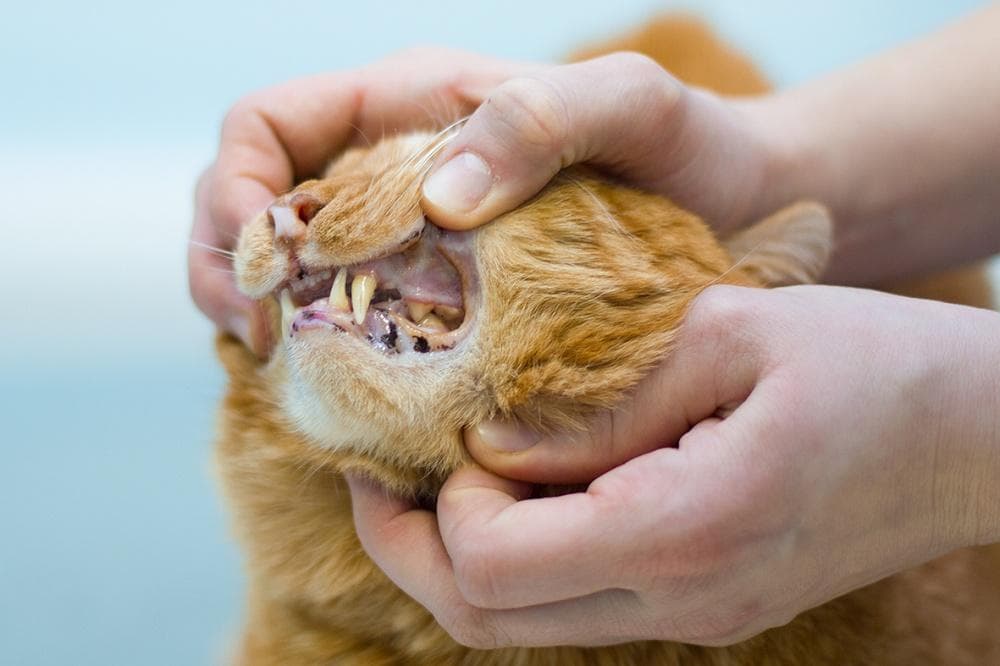 Кальцивироз у кошек. что делать? симптомы и лечение.