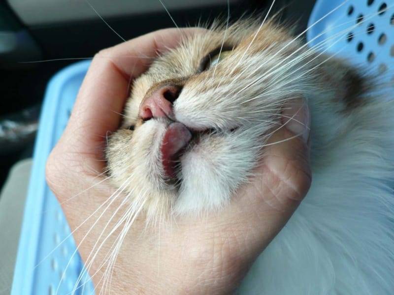 10 признаков стоматита у кошек: как лечить и предотвратить