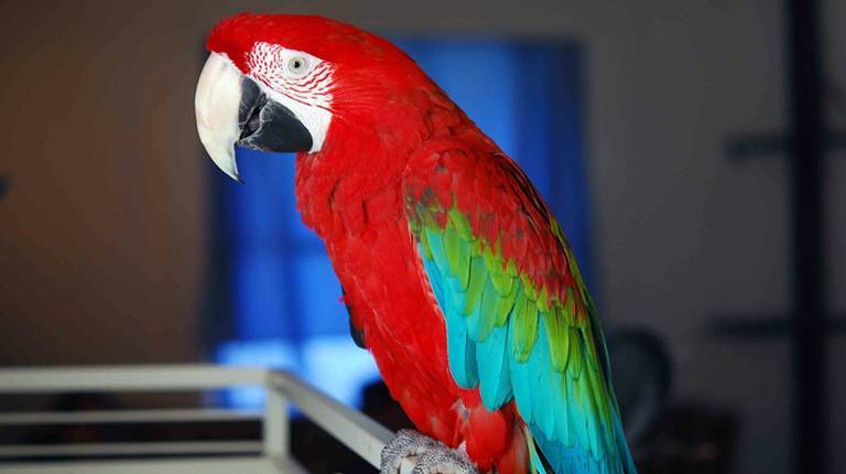 Говорящий попугай: какие птицы говорят, легче всего учатся и как научить говорить  | яблык