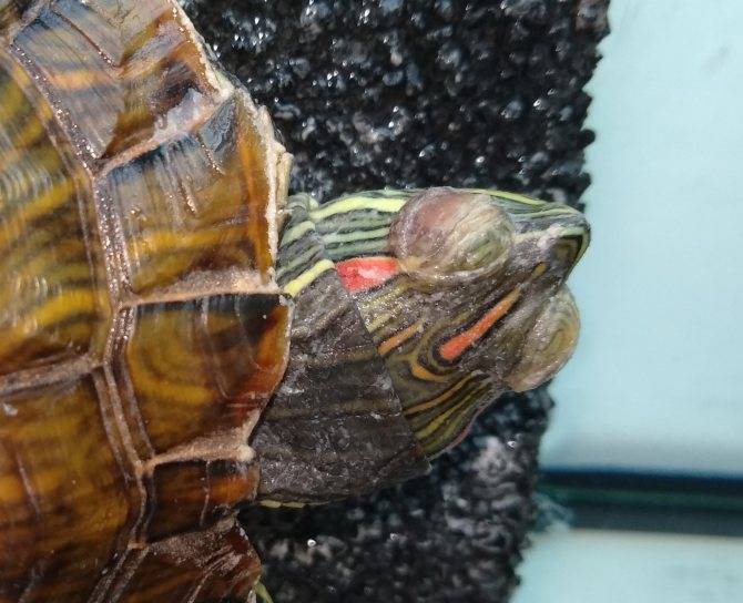 Сколько живёт красноухая черепаха