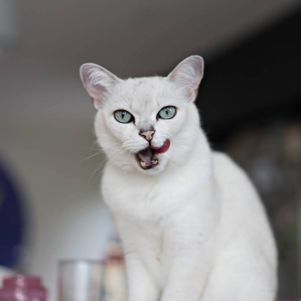 Кошка бурмилла: уход, описание, фото, видео, отзывы