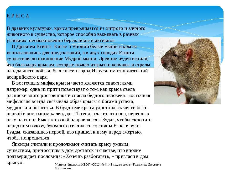Клетка для крыс: правила выбора и обустройства (фото)