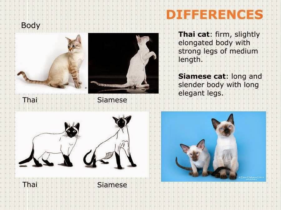 Тайская кошка: история породы, советы по уходу за питомцем