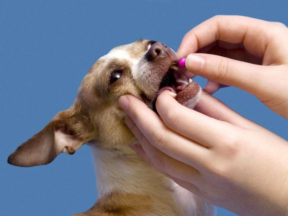 Успокоительное для собак - обзор лучших седативных и снотворных средств | petguru