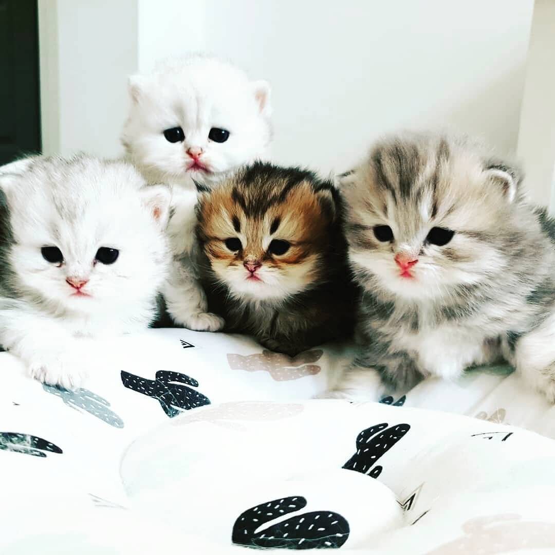 Видео про кошек и котов - cattown.ru