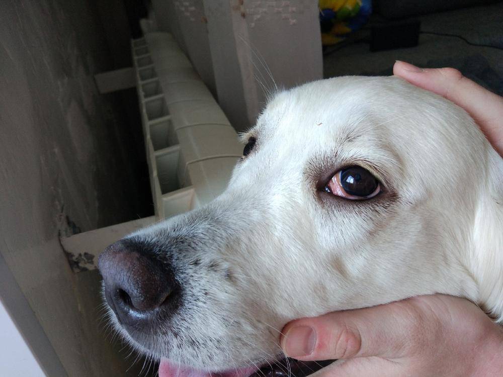 Болезни глаз у собак: виды и фото заболеваний