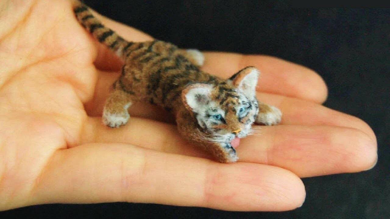 Топ – 10 самых маленьких пород кошек в мире